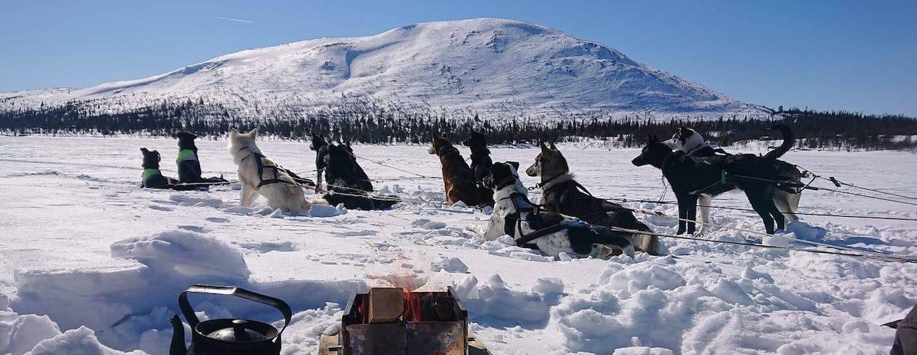 The Howling Dog Farm